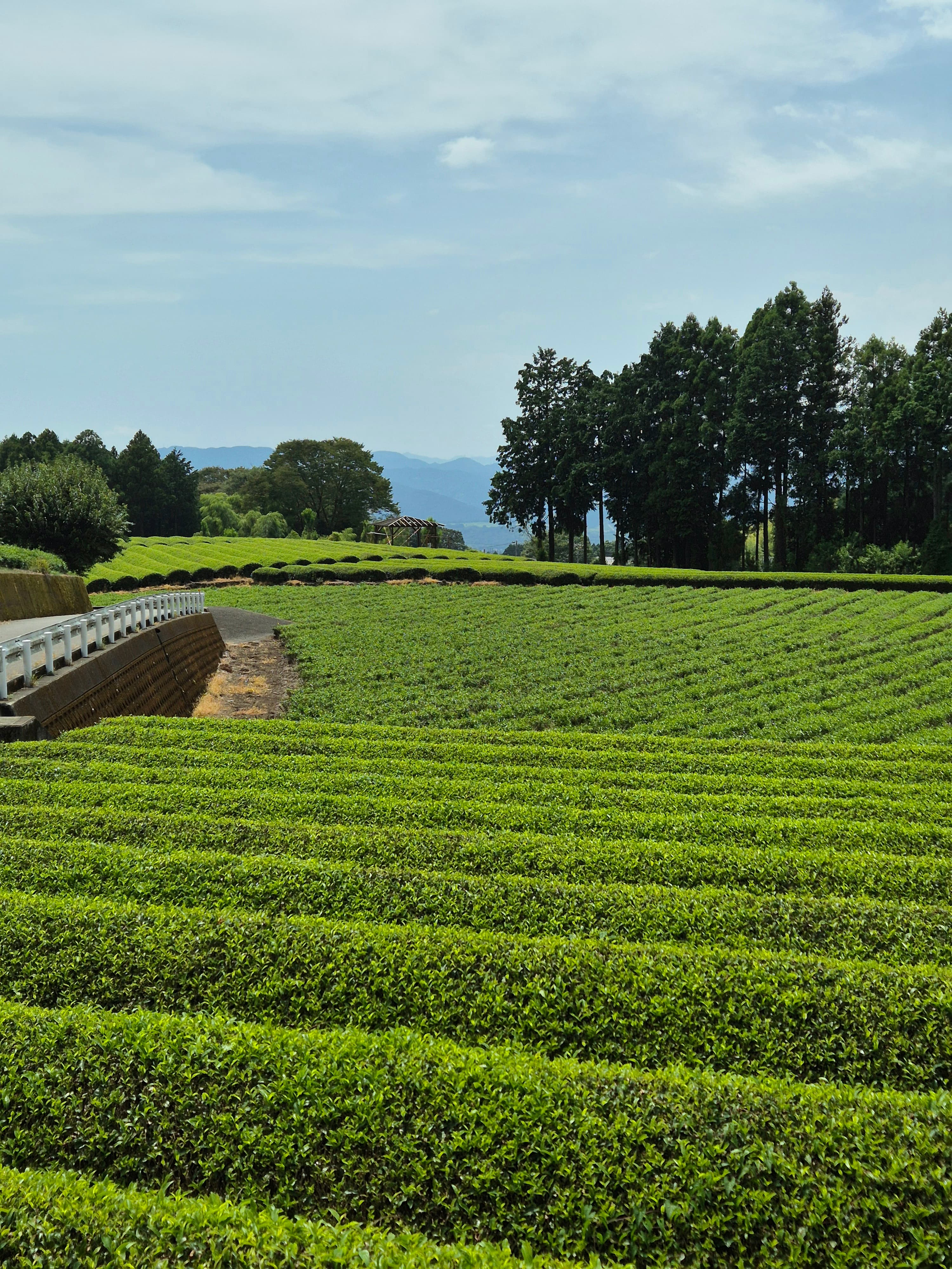 Campos de té en Japón
